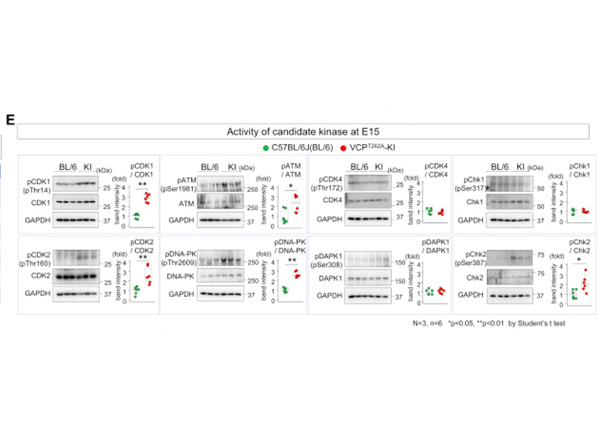 Western Blot using DNA PKcs pT2609